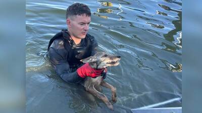 Crews in Cape Coral responded to a call of a dog in a canal in Britannia Lake on June 22, 2026, but discovered a coyote pup, according to a post on the agency's Facebook page. 