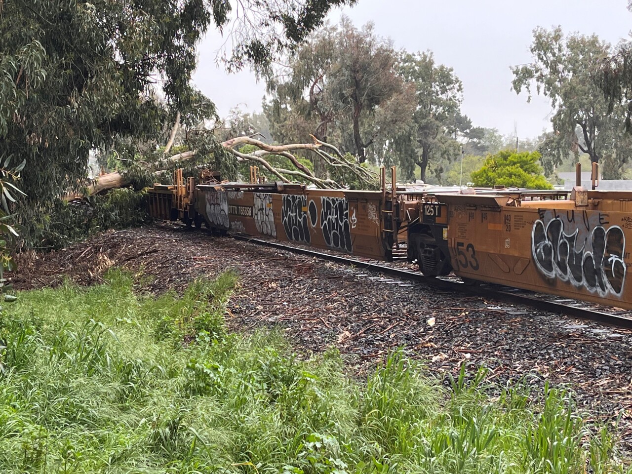 tree on train gb.jpg