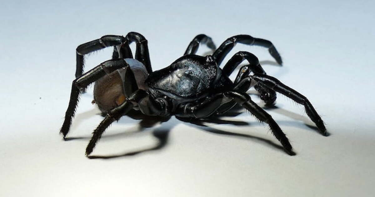 Nose hairs and dead spiders are among this year's Ig Nobel Prize-winning topics - Vimarsana News