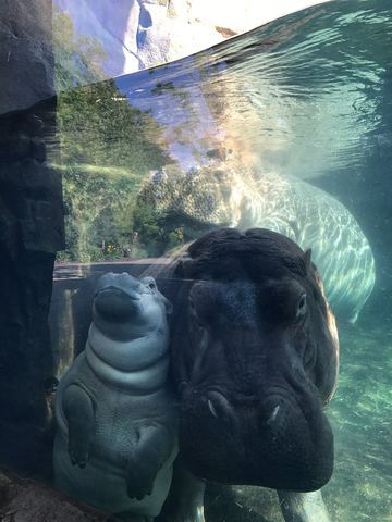 Fiona Reunites With Mom Dad At Cincinnati Zoo S Hippo Cove