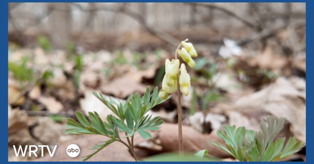 Acu Bloom Sign Buds, blooms, and wildflowers: Indiana's first signs of spring are showing