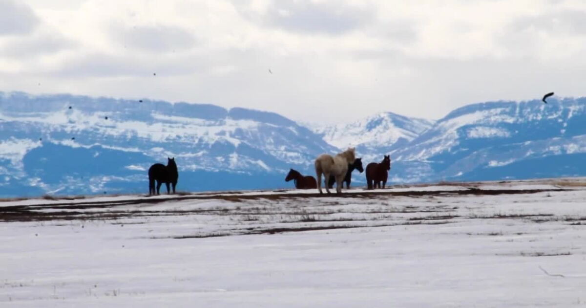 Last Badger-Two Medicine oil and gas lease canceled - Vimarsana News