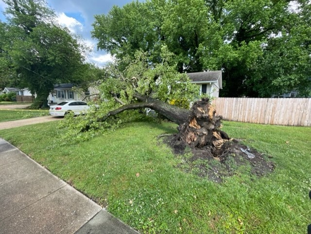 NF Wilson Road tree on home (May 16)