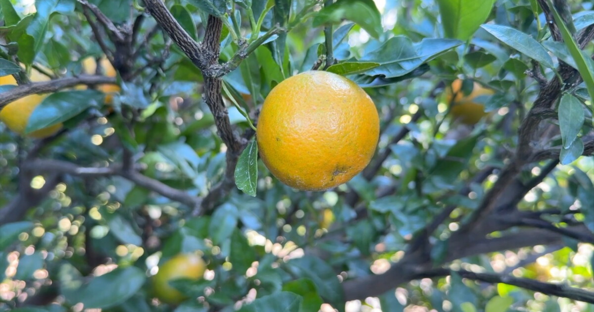 Extreme weather drastically cuts Polk County farmers' citrus yield