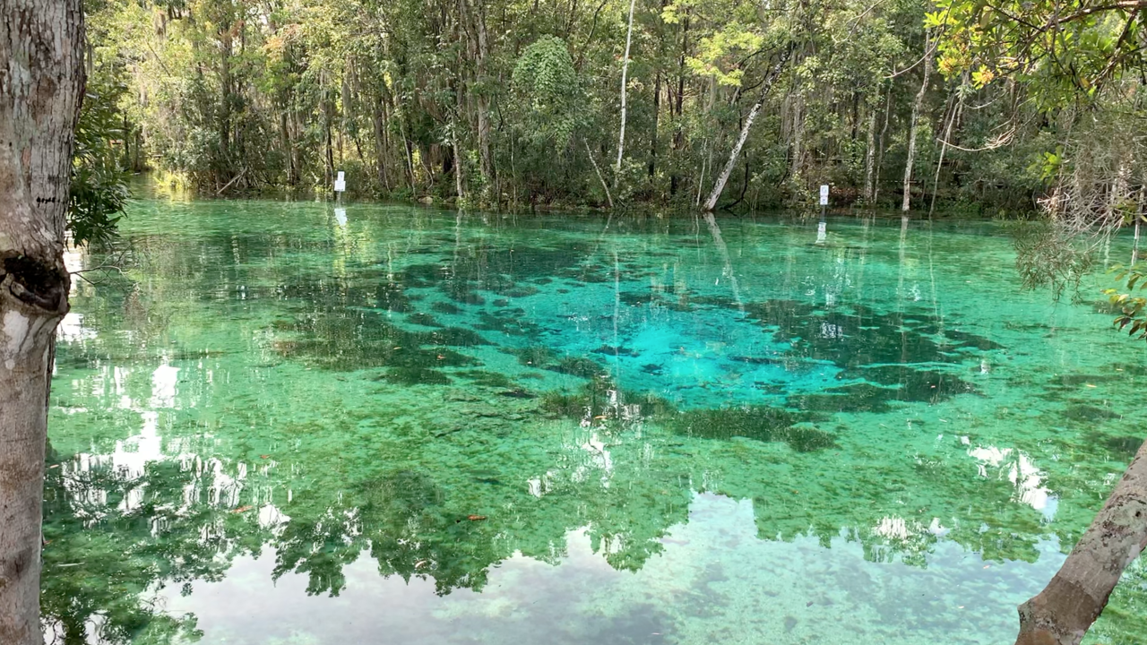 Walking Club: Exploring Three Sisters Springs by land