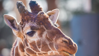 Amani the Giraffe