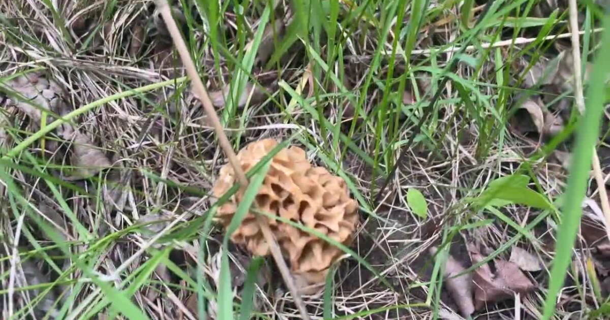 Are morel mushrooms safe? Experts weigh in - Vimarsana News