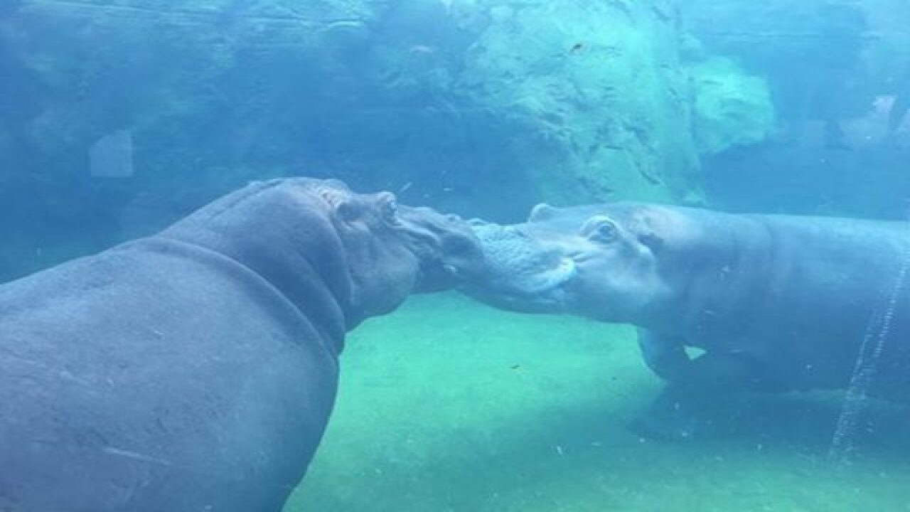 Cincinnati Zoo Opens Hippo Cove To End 20 Years Without The Animal