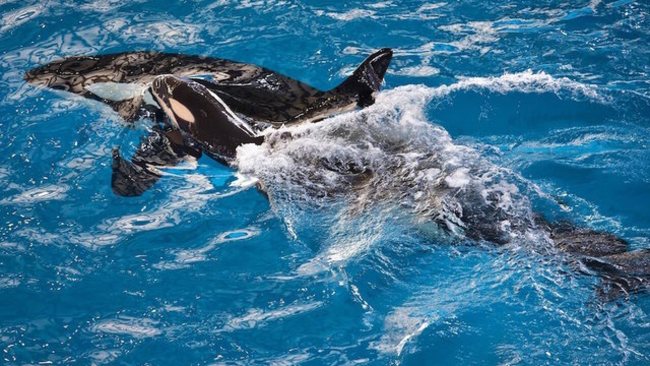 Last whale to be born at SeaWorld, dies
