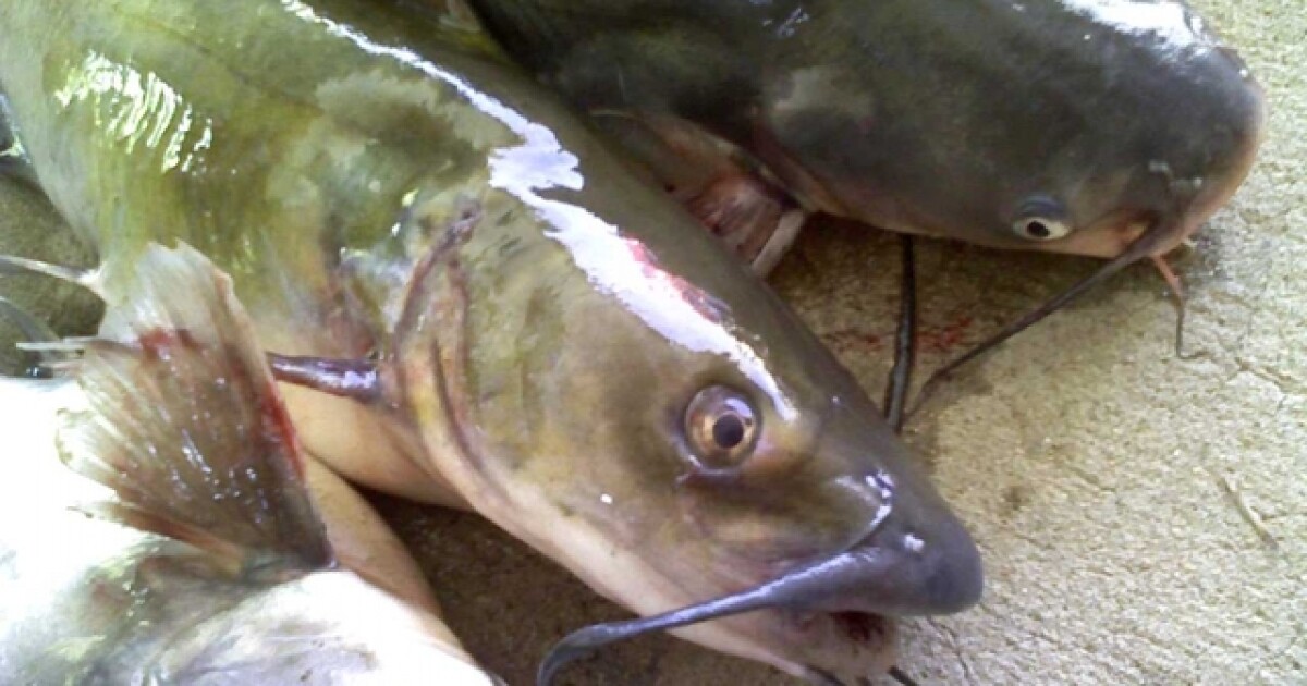 Dead catfish found in Florida woman's mailbox