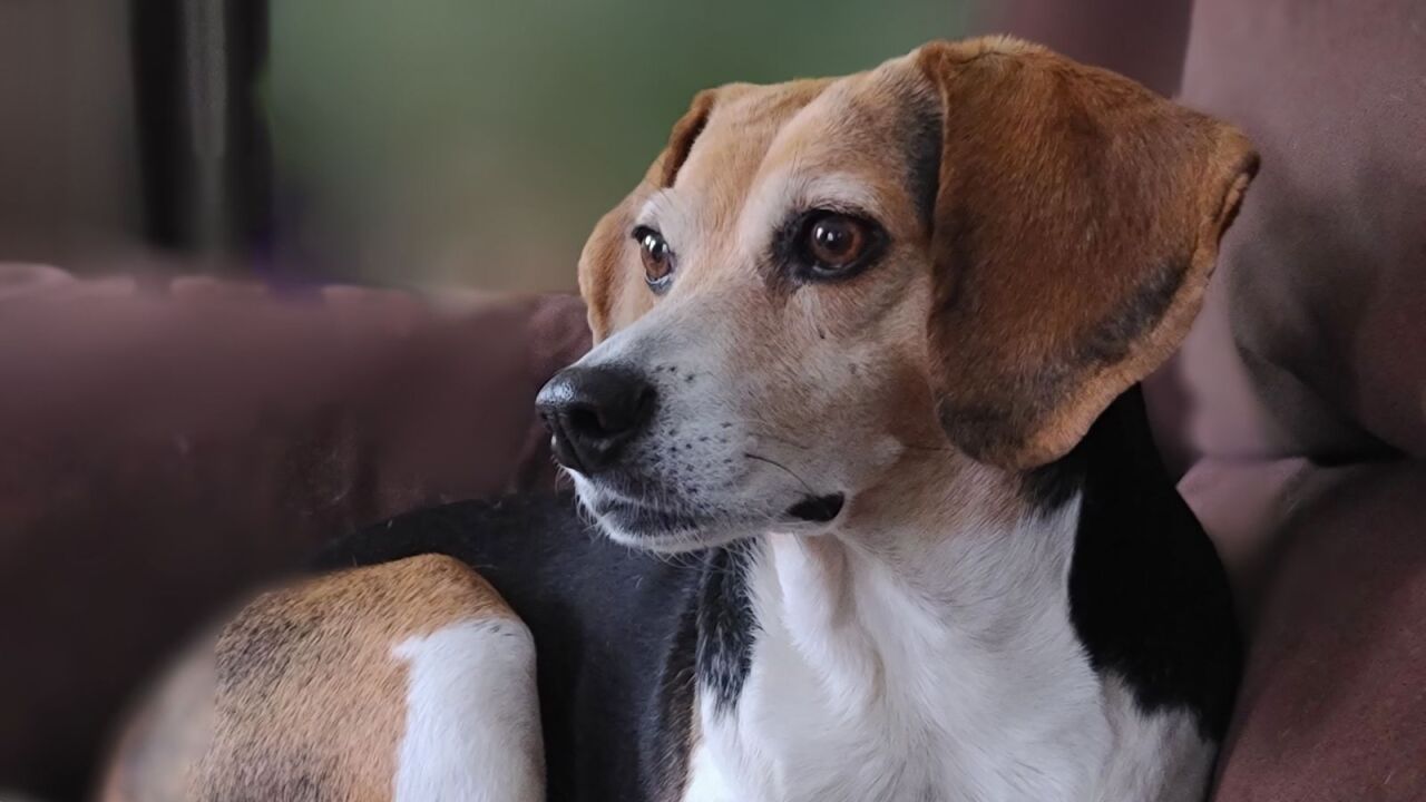 Bailey Sue - Caledonia.jpg