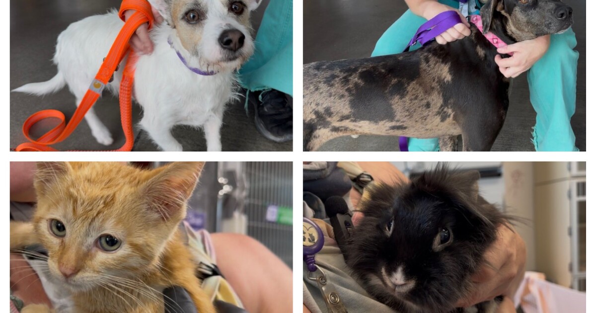 Adoptable Pets on Jersey's Journeys at the Humane Society
