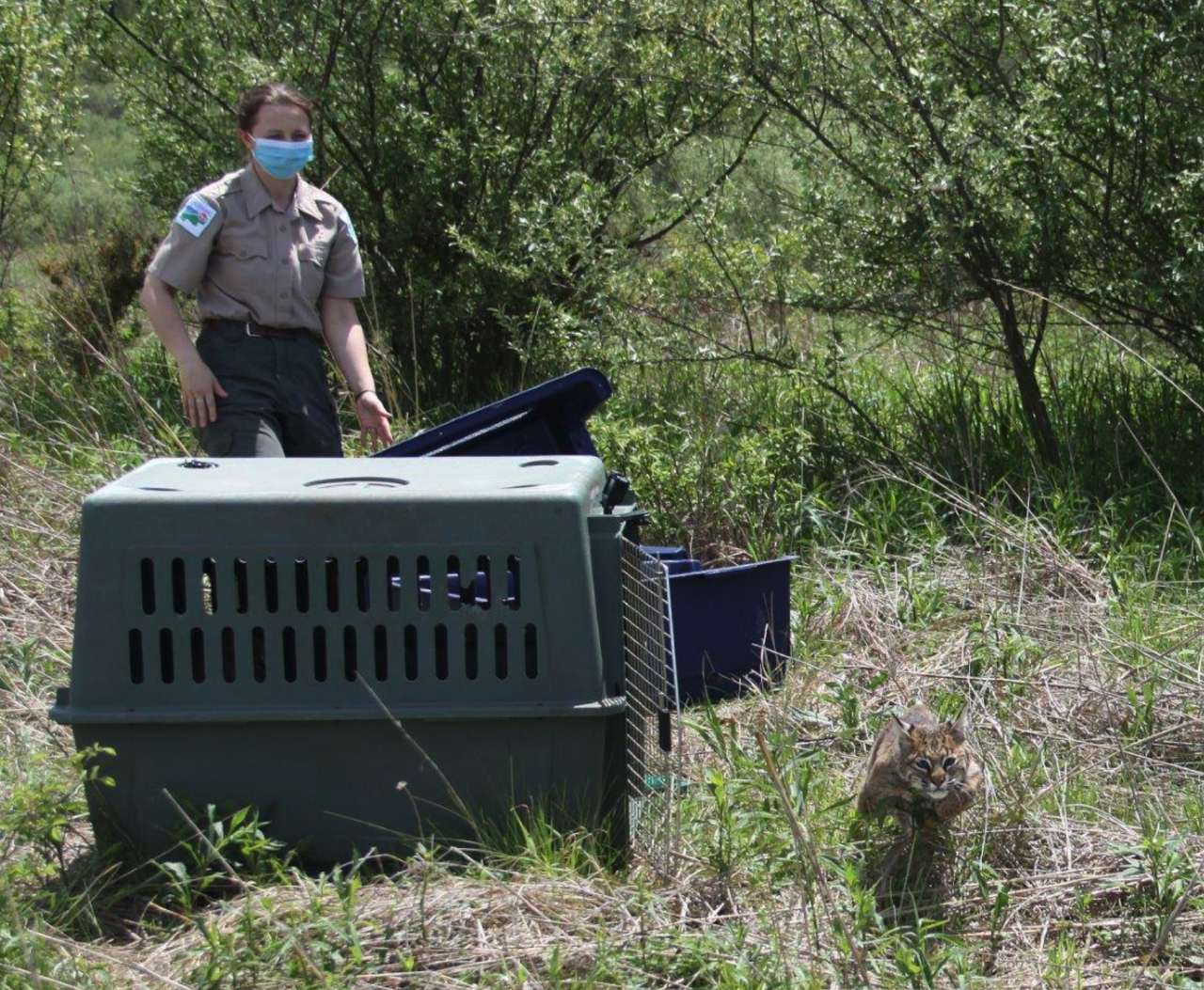 Lake County bobcat release