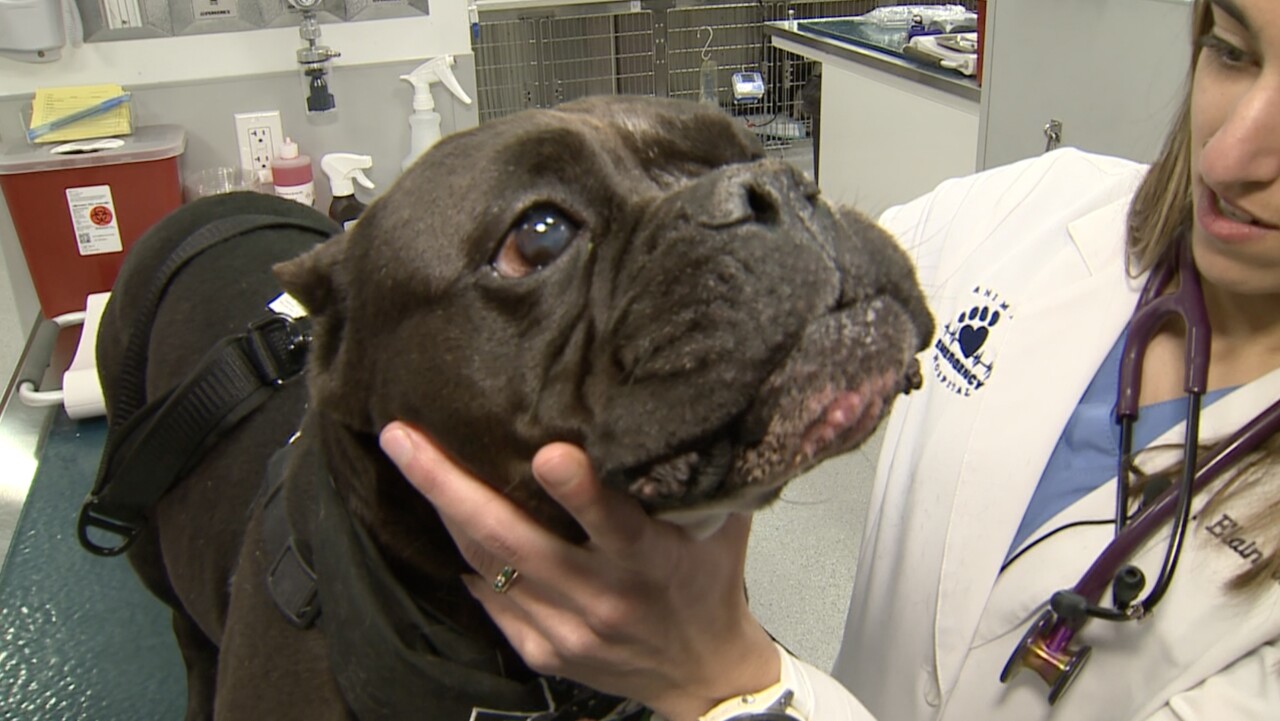 Dr. Elaine Sheikh's Dog
