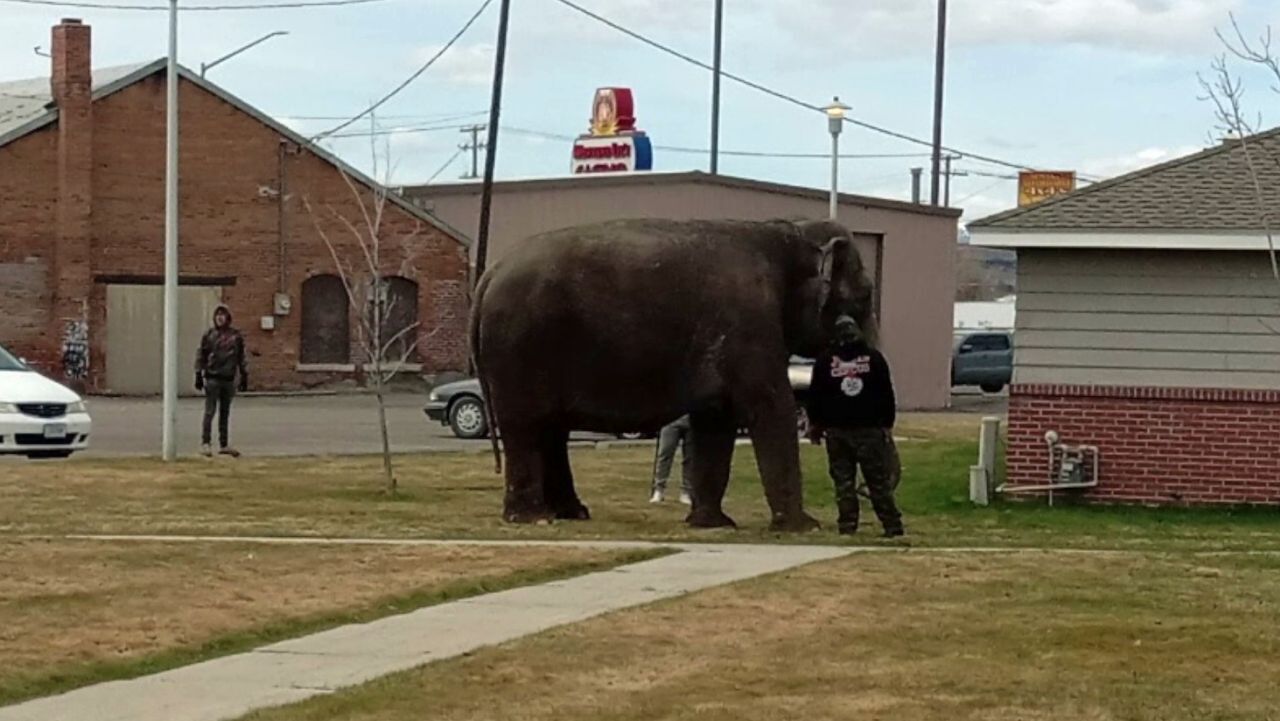 elephant in butte
