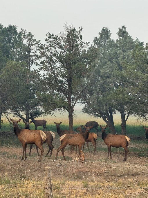elkherd.jpg