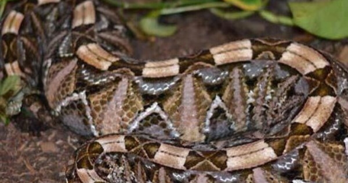 Venomous Snakes Seized After Clearfield House Fire
