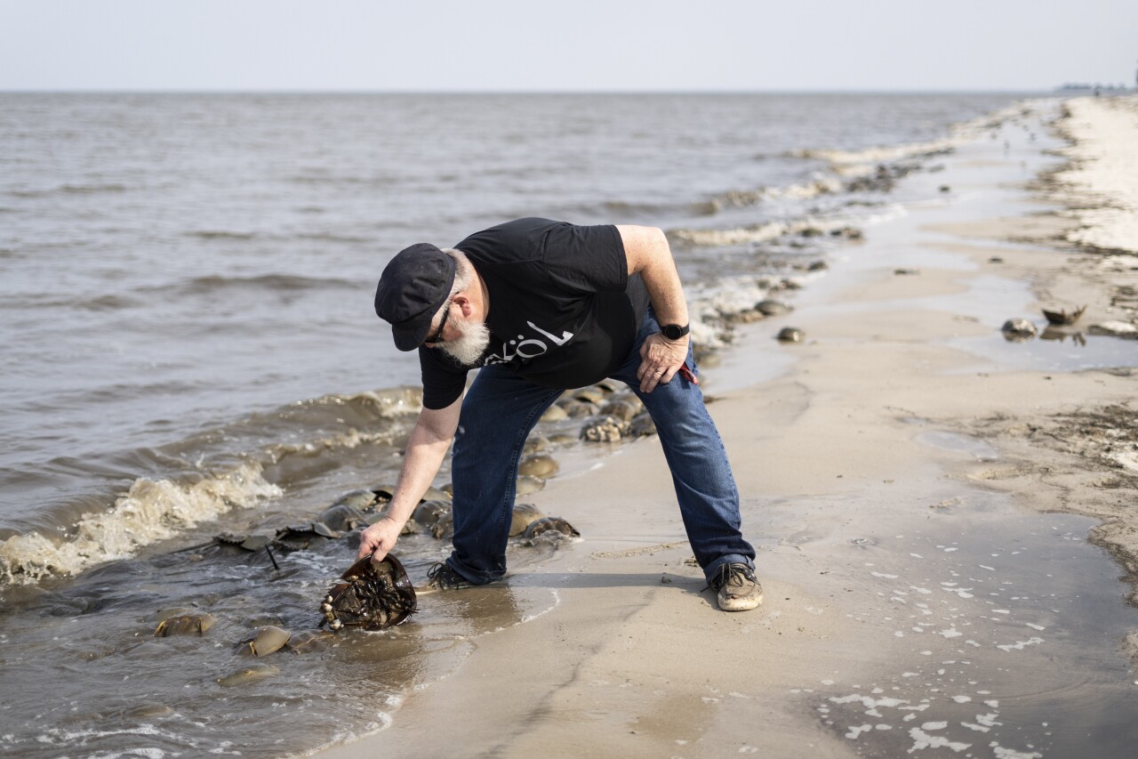 Horseshoe Crab Blood Harvest