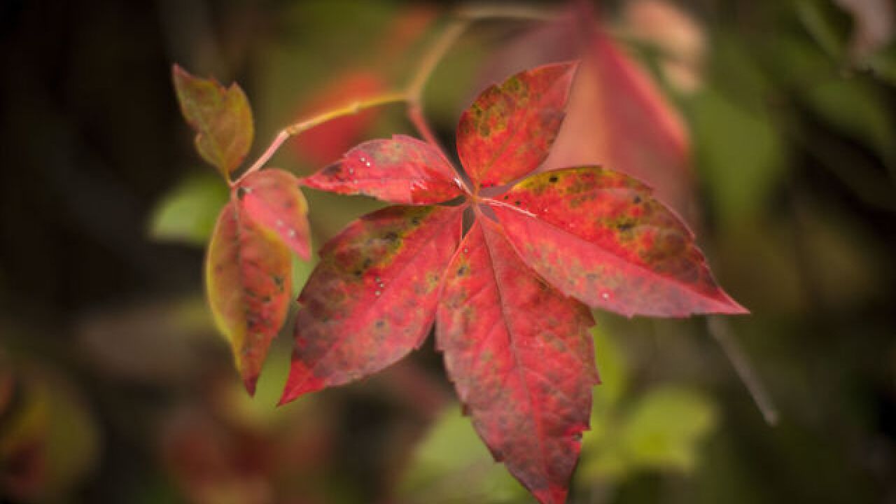 When is the best time to go 'leaf peeping' in your state? This map will tell you.