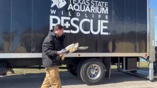 Cold Stunned Turtles