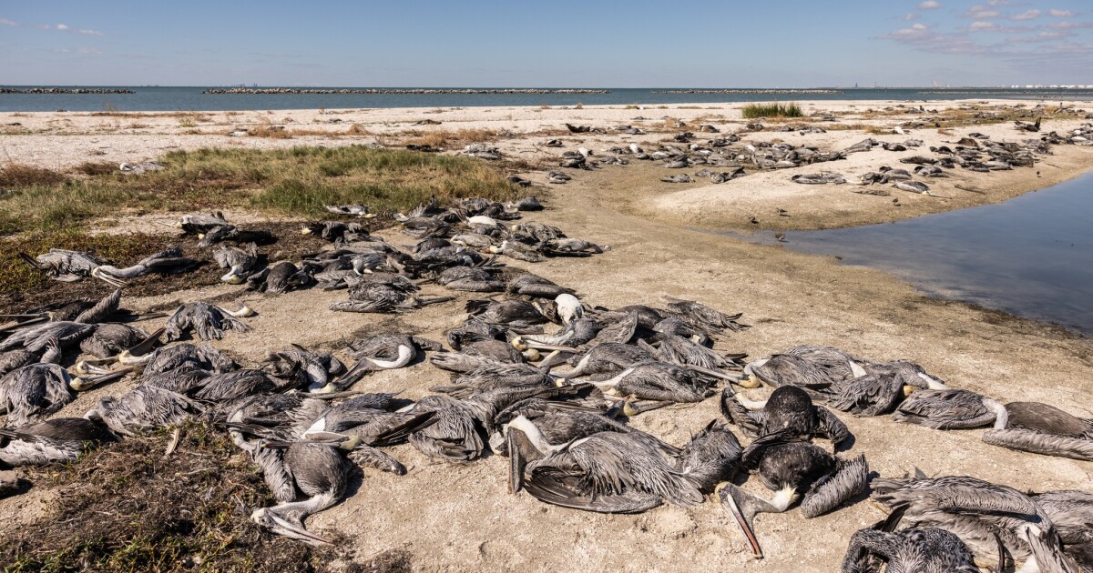 Hailstorm kills 1,800 water birds on Shamrock Island, reveals climate change patterns