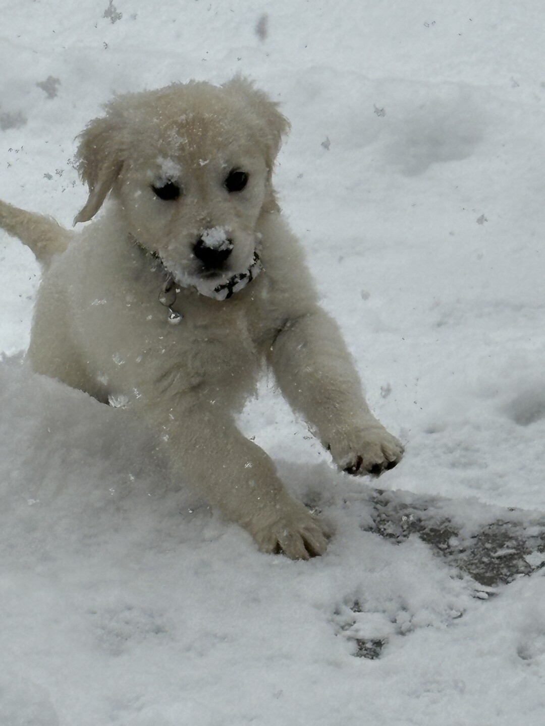 Dog walking forecast