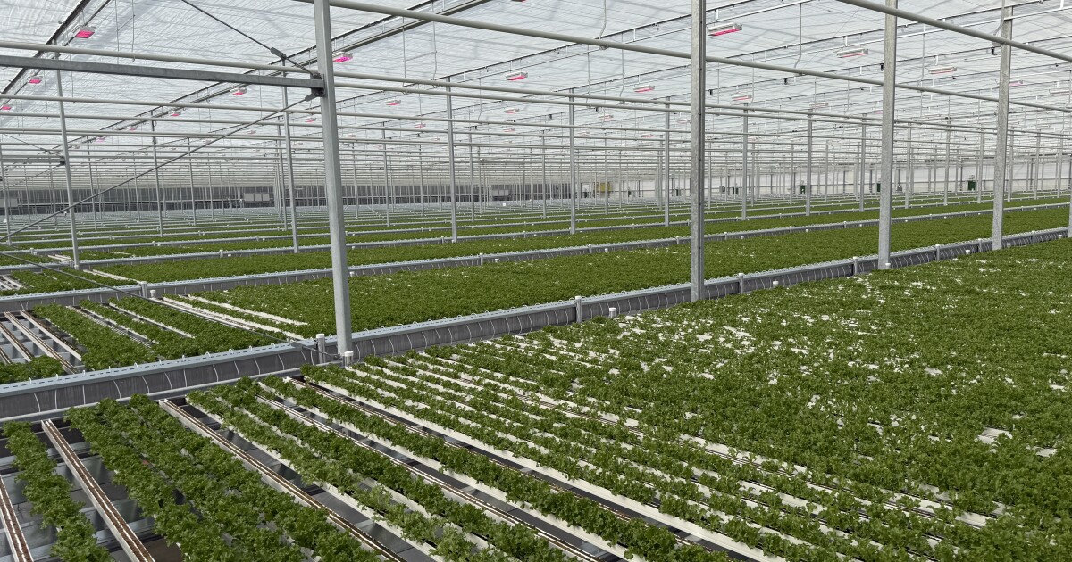 Bright Farms greenhouse opens in Lorena