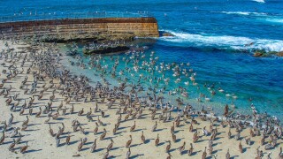 Pelicans at La Jolla Cove