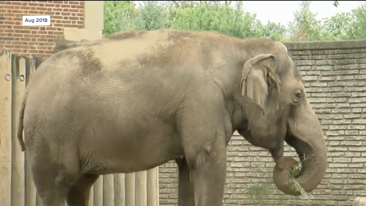 2018 Buffalo Zoo Elephants