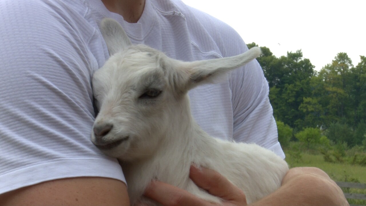 Al Johnson's welcomes new goats