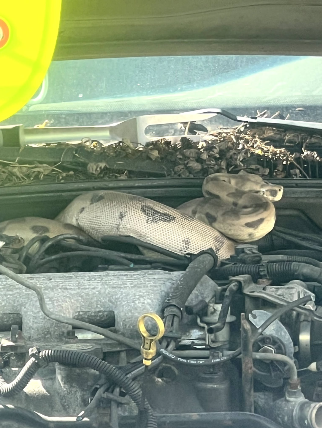 A boa constrictor rests on the engine of a family's car.