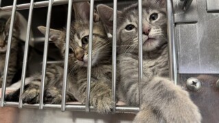 kittens (1).jfif