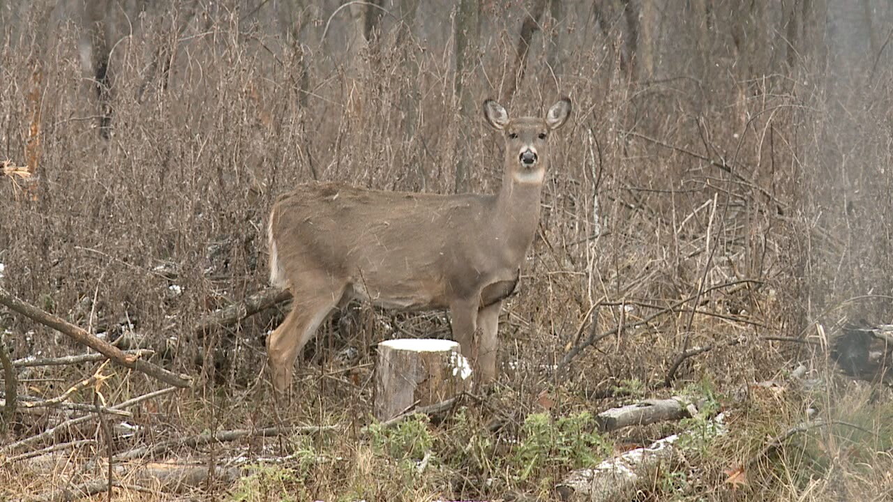 Doe.jpg