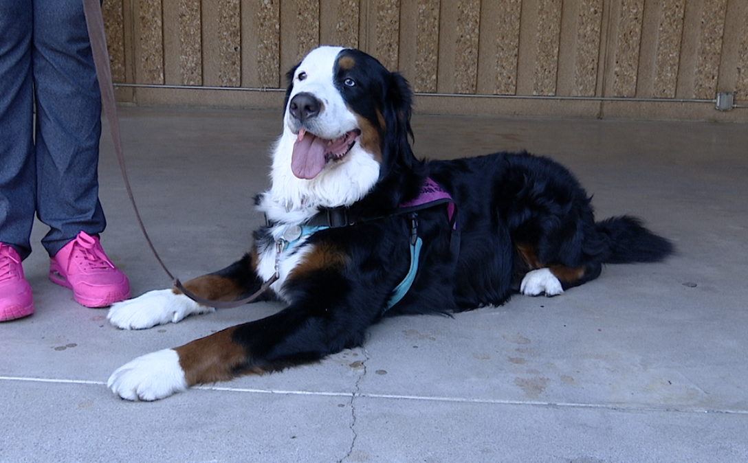 COOKIE therapy dog.png