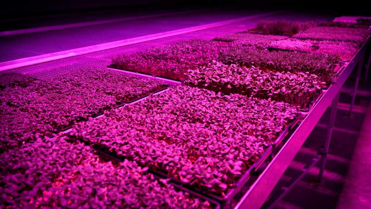GROWLIGHT GREENS.jpg