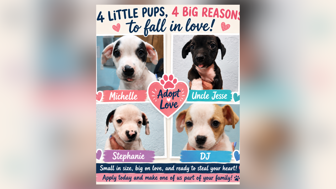 Rescues in Action: Minnie, Mindy, Misty and Maple, and DJ, Stephanie, Michelle, Uncle Jesse