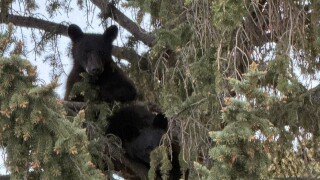 bbears.jpg