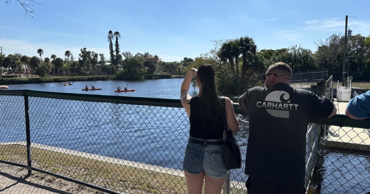 Manatees Die in Lee County Amid Cold, Pollution Crisis
