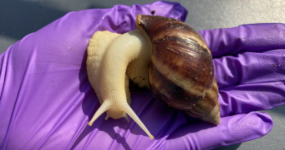 Giant African land snail found in Pasco County FDACS