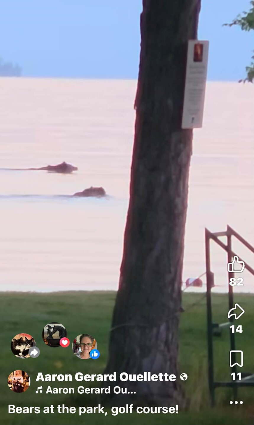 bears in lake.jpg