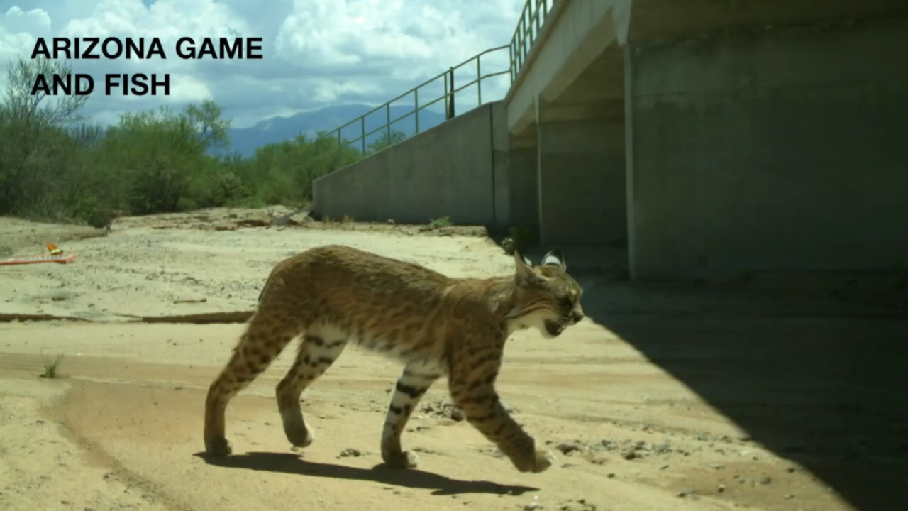 AZ GAME AND FISH.png