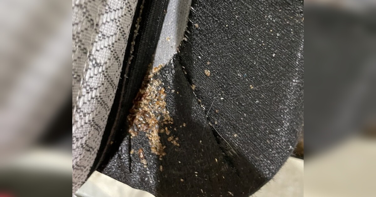 Billings apartment complexes still battling with bed bug infestations - Vimarsana News
