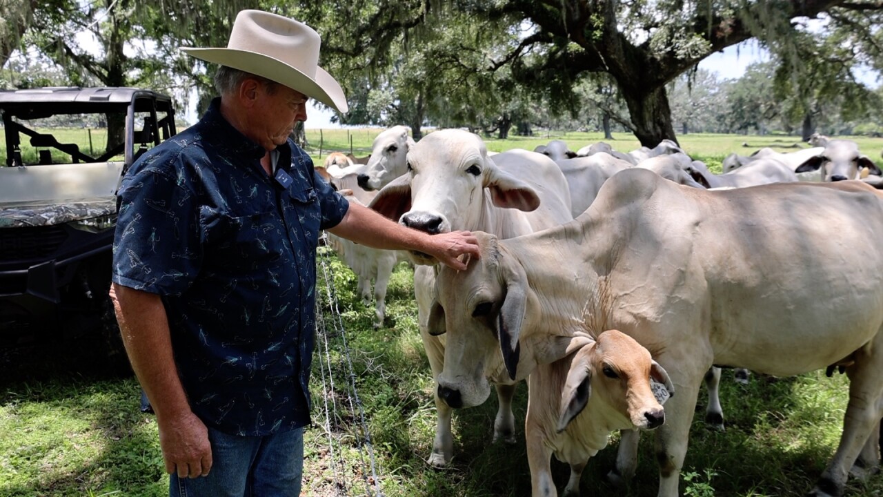 Florida heat and animals