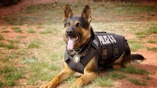 Aurora K9 Unit.jpg