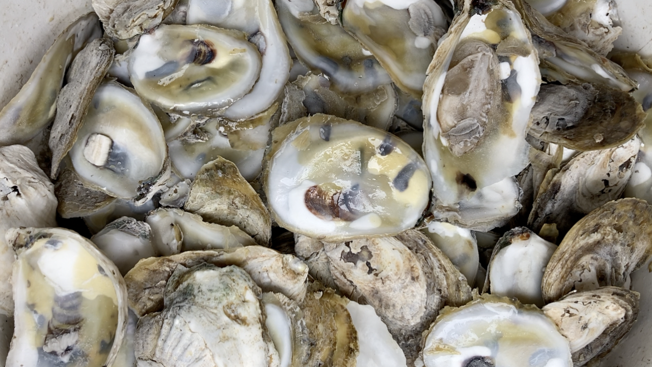 oyster shells