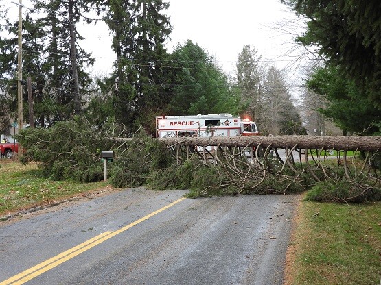 shaes fallen tree.jpg