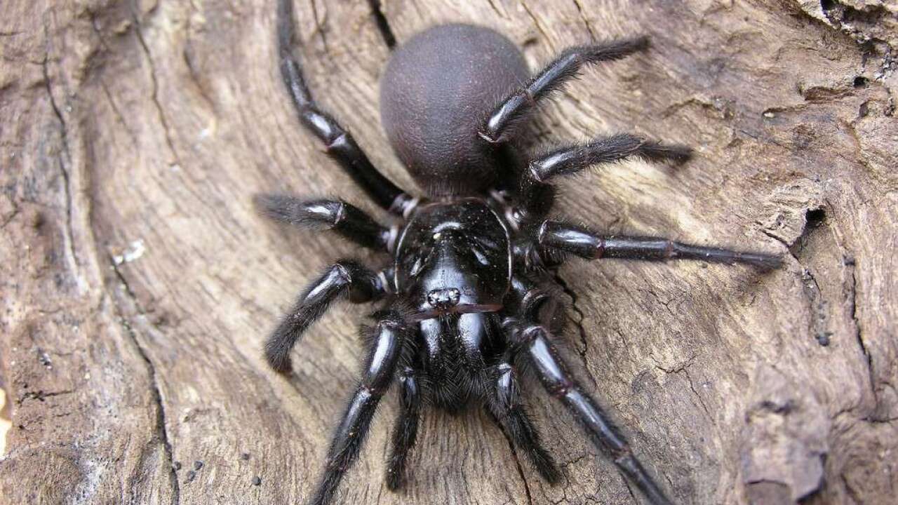 Image result for funnel web