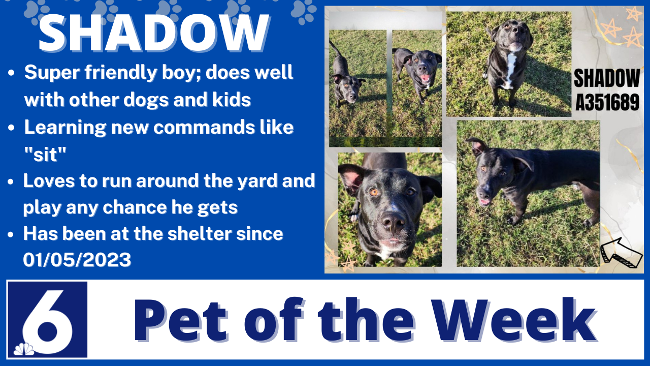 Pet Of The Week: Shadow