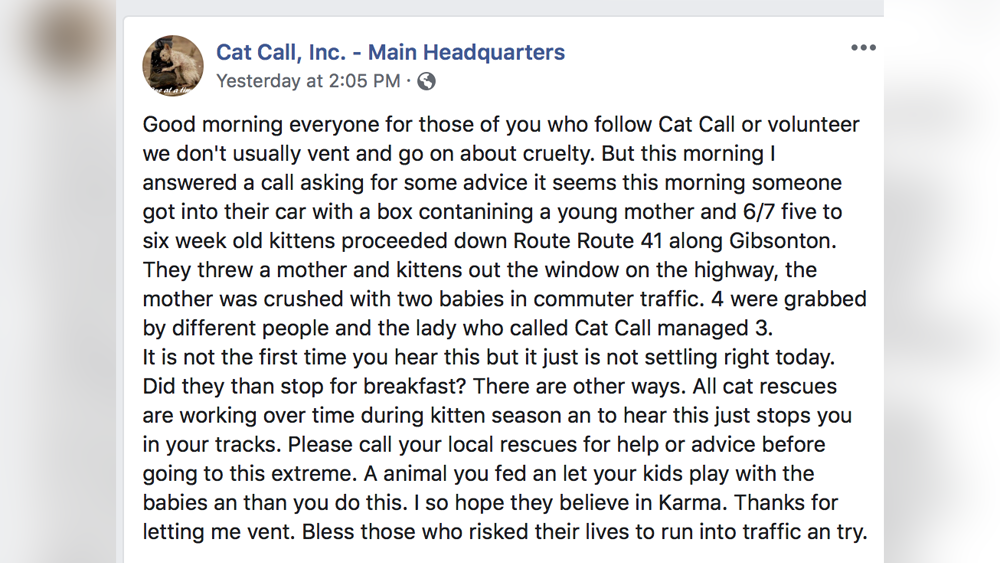 cat-call-FB.png