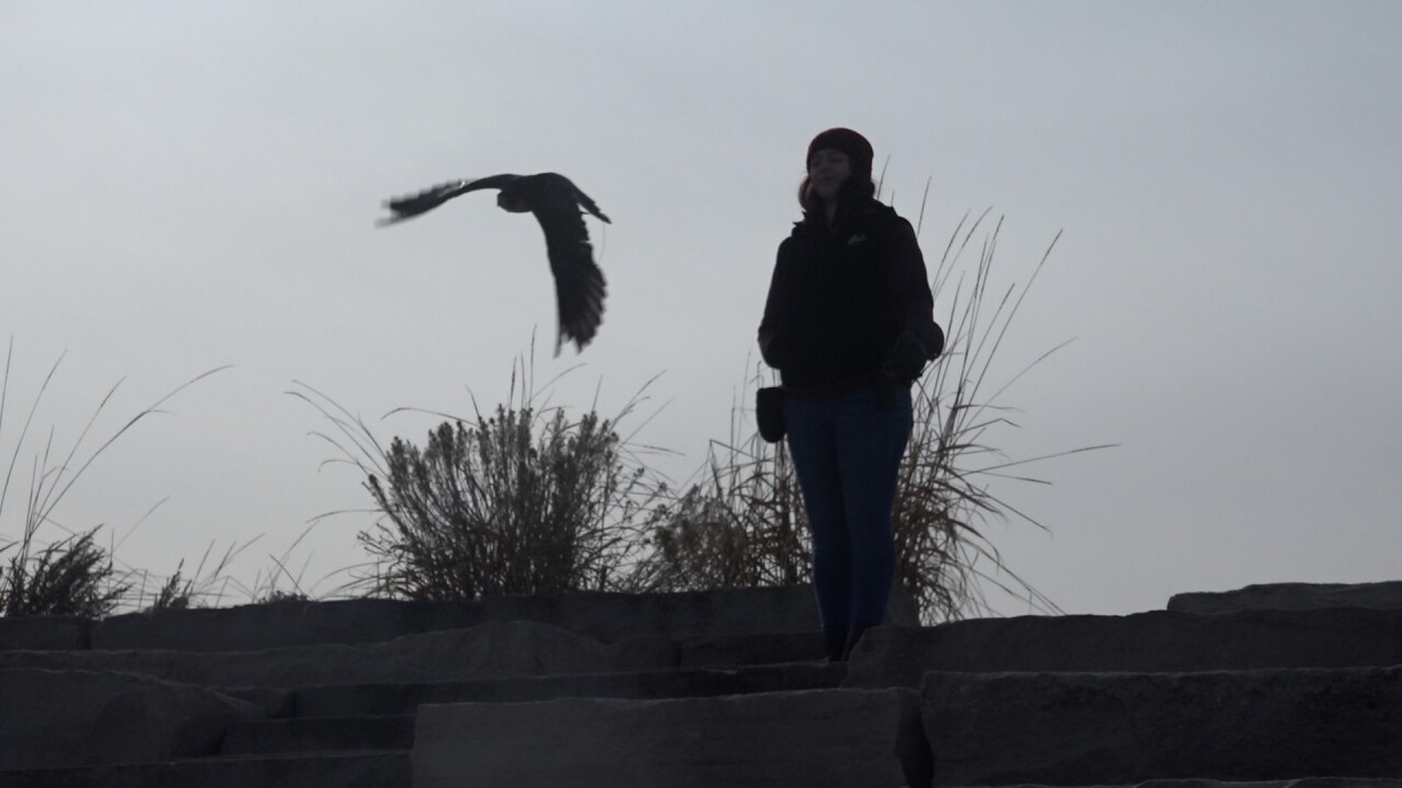 Varsity Tutors' StarCourse - Discovering Raptors with the WORLD CENTER FOR BIRDS OF PREY